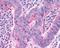 G Protein-Coupled Bile Acid Receptor 1 antibody, NLS1937, Novus Biologicals, Immunohistochemistry frozen image 