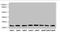 RAB23, Member RAS Oncogene Family antibody, LS-C676345, Lifespan Biosciences, Western Blot image 