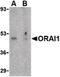 Calcium release-activated calcium channel protein 1 antibody, LS-C19679, Lifespan Biosciences, Western Blot image 