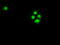Checkpoint Kinase 2 antibody, TA500405, Origene, Immunofluorescence image 