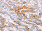 Mitogen-Activated Protein Kinase Kinase Kinase Kinase 3 antibody, CSB-PA082361, Cusabio, Immunohistochemistry paraffin image 
