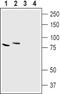 Chloride Voltage-Gated Channel 7 antibody, PA5-77372, Invitrogen Antibodies, Western Blot image 