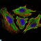 Signal Transducer And Activator Of Transcription 6 antibody, LS-C812784, Lifespan Biosciences, Immunofluorescence image 