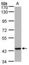 Peroxisomal Biogenesis Factor 13 antibody, NBP1-31032, Novus Biologicals, Western Blot image 