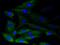 Glycogen Synthase 1 antibody, NBP2-67315, Novus Biologicals, Immunofluorescence image 