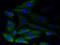 GYS antibody, NBP2-67315, Novus Biologicals, Immunofluorescence image 