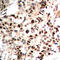 Histone Cluster 4 H4 antibody, abx133190, Abbexa, Western Blot image 