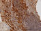 BAG1L-Specific antibody, LS-C133061, Lifespan Biosciences, Immunohistochemistry paraffin image 