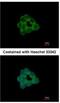 Signal Transducing Adaptor Family Member 2 antibody, NBP1-33643, Novus Biologicals, Immunocytochemistry image 