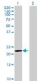 Membrane Spanning 4-Domains A8 antibody, H00083661-B02P, Novus Biologicals, Western Blot image 