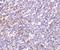 Interleukin 27 Receptor Subunit Alpha antibody, NBP1-76728, Novus Biologicals, Immunohistochemistry frozen image 