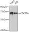 Cell Division Cycle 25A antibody, 19-711, ProSci, Western Blot image 