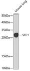 Stanniocalcin 1 antibody, GTX64588, GeneTex, Western Blot image 