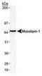Mucolipin 1 antibody, TA309745, Origene, Western Blot image 