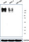 Ovarian cancer-related tumor marker CA125 antibody, 666904, BioLegend, Western Blot image 