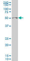 Glial Cells Missing Transcription Factor 1 antibody, LS-C133552, Lifespan Biosciences, Western Blot image 