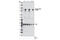 Signal Transducer And Activator Of Transcription 5A antibody, 4322P, Cell Signaling Technology, Western Blot image 