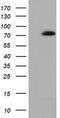 SAM And HD Domain Containing Deoxynucleoside Triphosphate Triphosphohydrolase 1 antibody, CF501955, Origene, Western Blot image 