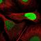 Deoxyuridine Triphosphatase antibody, NBP2-33277, Novus Biologicals, Immunofluorescence image 