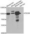 PDEB antibody, A6942, ABclonal Technology, Western Blot image 