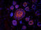 Activin A Receptor Type 2B antibody, orb155589, Biorbyt, Immunofluorescence image 