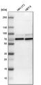 WASP Like Actin Nucleation Promoting Factor antibody, PA5-52198, Invitrogen Antibodies, Western Blot image 