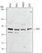 Protection Of Telomeres 1 antibody, AF5299, R&D Systems, Western Blot image 