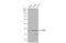 Farnesyl Diphosphate Synthase antibody, GTX105301, GeneTex, Western Blot image 