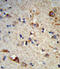 Exostosin Glycosyltransferase 2 antibody, 63-927, ProSci, Immunohistochemistry paraffin image 