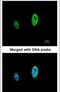 Timeless Circadian Regulator antibody, PA5-28026, Invitrogen Antibodies, Immunofluorescence image 