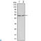 Glycogen Synthase Kinase 3 Alpha antibody, LS-C813973, Lifespan Biosciences, Western Blot image 