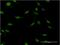 Cleavage Stimulation Factor Subunit 2 antibody, MA5-18668, Invitrogen Antibodies, Immunofluorescence image 
