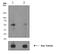 Glycogen Synthase Kinase 3 Alpha antibody, ab68476, Abcam, Western Blot image 