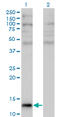 Angiogenin antibody, LS-C196657, Lifespan Biosciences, Western Blot image 