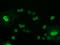 p53 antibody, LS-C172955, Lifespan Biosciences, Immunofluorescence image 