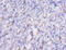 EF-2 antibody, A53432-100, Epigentek, Immunohistochemistry paraffin image 