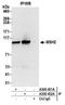 hMSH2 antibody, A300-452A, Bethyl Labs, Immunoprecipitation image 