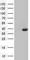 Thiamine Triphosphatase antibody, LS-C790778, Lifespan Biosciences, Western Blot image 