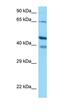 Arginine Vasopressin Receptor 1B antibody, orb331207, Biorbyt, Western Blot image 