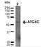 Autophagy Related 4C Cysteine Peptidase antibody, orb377322, Biorbyt, Western Blot image 
