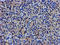 Lipoprotein Lipase antibody, LS-C173494, Lifespan Biosciences, Immunohistochemistry frozen image 