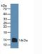 CD3d Molecule antibody, LS-C297708, Lifespan Biosciences, Western Blot image 