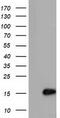 Chromosome 15 Open Reading Frame 40 antibody, TA501400, Origene, Western Blot image 