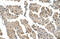 Chloride Channel CLIC Like 1 antibody, 31-371, ProSci, Immunohistochemistry frozen image 