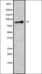 Acyl-CoA Thioesterase 11 antibody, orb337952, Biorbyt, Western Blot image 