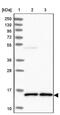 Myeloid Derived Growth Factor antibody, PA5-61304, Invitrogen Antibodies, Western Blot image 