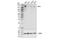 Insulin Receptor Substrate 1 antibody, 95816S, Cell Signaling Technology, Western Blot image 