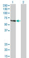 FA Complementation Group C antibody, LS-B11834, Lifespan Biosciences, Western Blot image 