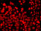 THAP Domain Containing 1 antibody, 22-964, ProSci, Immunofluorescence image 