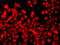 THAP domain-containing protein 1 antibody, 22-964, ProSci, Immunofluorescence image 